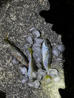 マアジの釣果