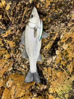 ヒラスズキの釣果