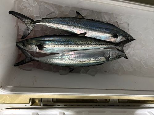 長浜港（伊予）