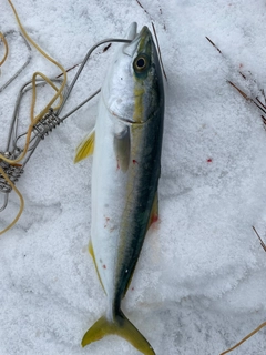 コズクラの釣果