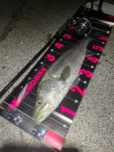 マルスズキの釣果