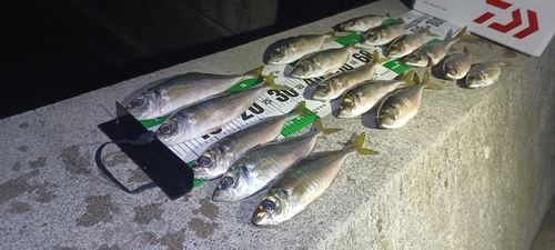 マアジの釣果