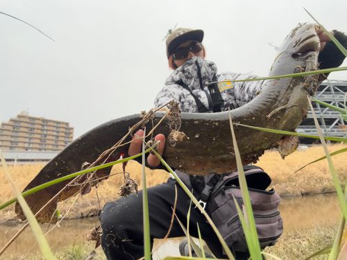 マナマズの釣果