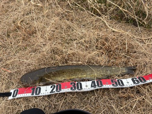 マナマズの釣果