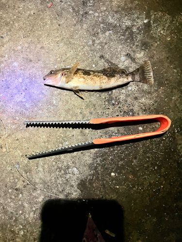 アブラコの釣果