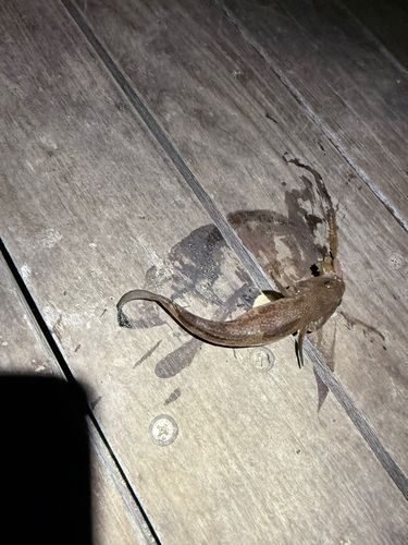 小名浜港アクアマリンふくしま周辺