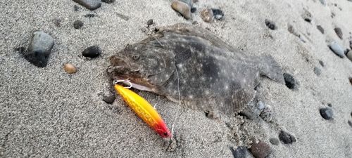 ヒラメの釣果