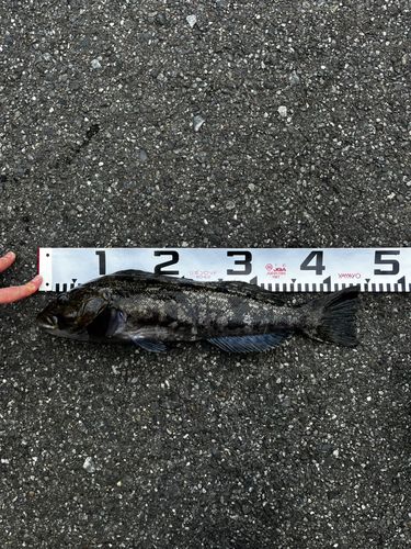 アイナメの釣果