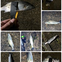 セイゴ（マルスズキ）