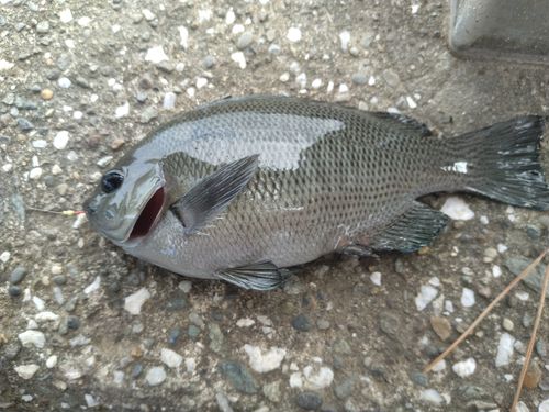 メジナの釣果