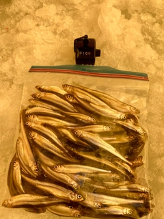 ワカサギの釣果