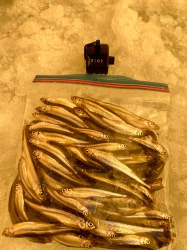 ワカサギの釣果