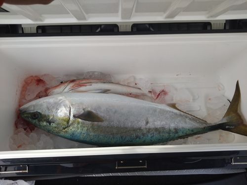 ホウボウの釣果