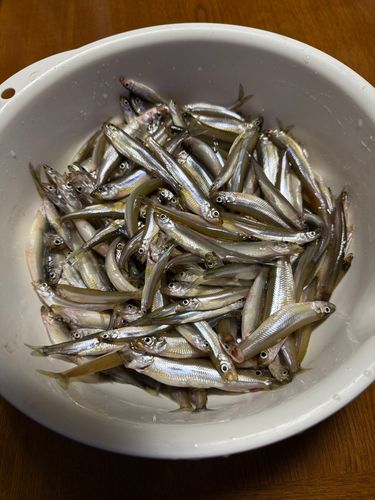 ワカサギの釣果