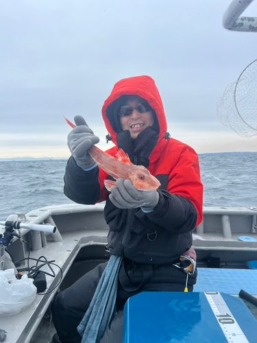 ホウボウの釣果