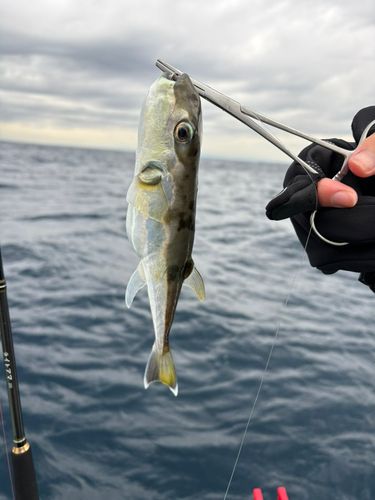 シロサバフグの釣果