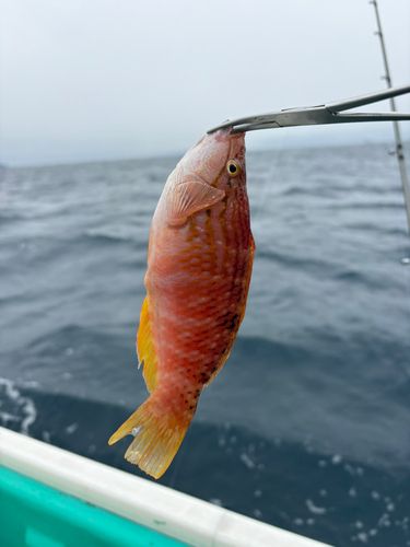 アカササノハベラの釣果