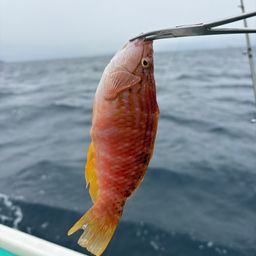 アカササノハベラ