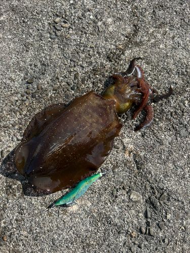 アオリイカの釣果