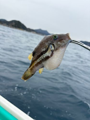 キタマクラの釣果