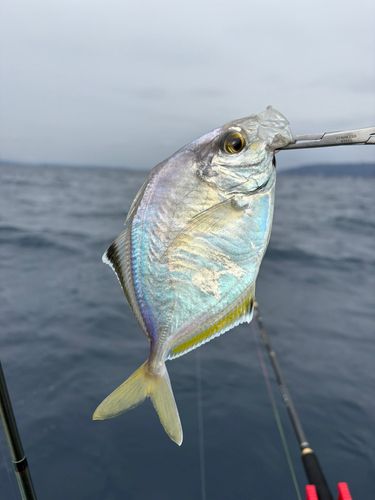 カイワリの釣果