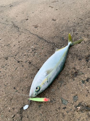 ヤズの釣果