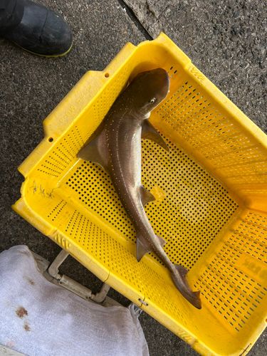 ホシザメの釣果