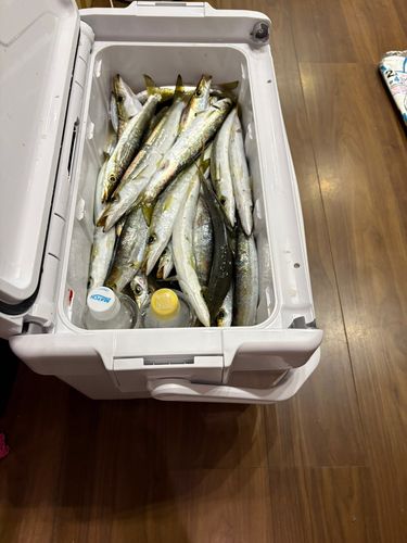 アカカマスの釣果