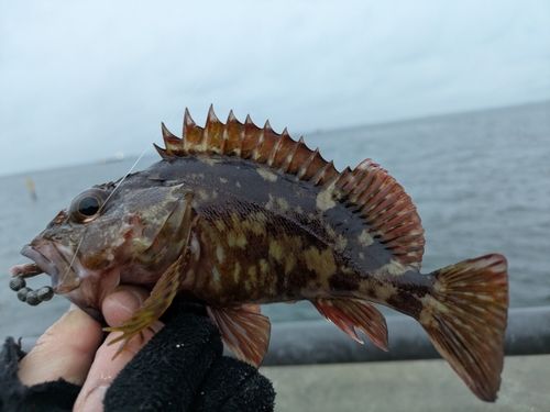 金沢水際線緑地（福浦岸壁）