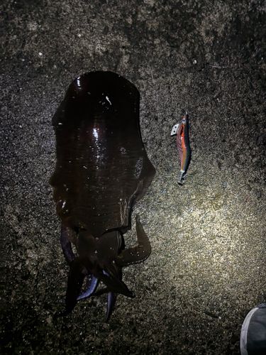 イカの釣果