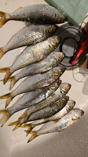 コノシロの釣果