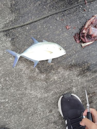 カスミアジの釣果