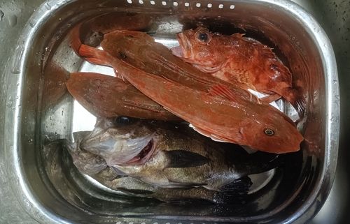 ホウボウの釣果