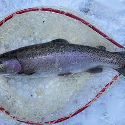 レインボートラウト