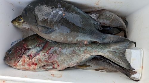 オナガグレの釣果