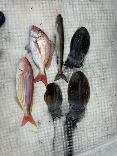 コウイカの釣果