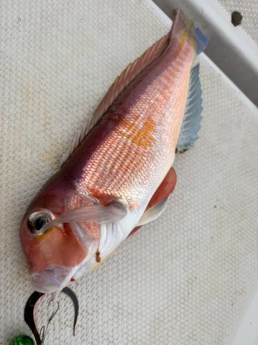 アカアマダイの釣果