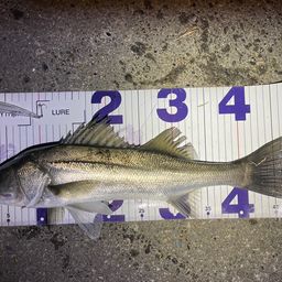 フッコ（マルスズキ）