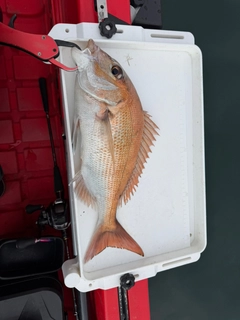 タイの釣果