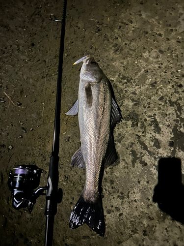 マルスズキの釣果