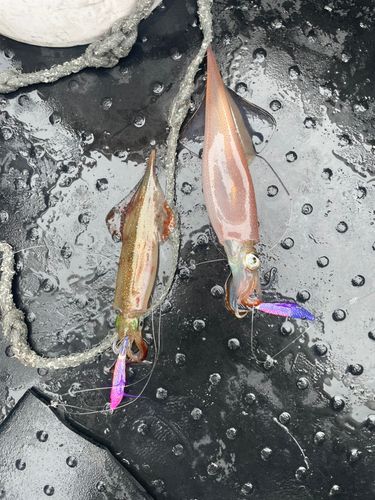 ヤリイカの釣果