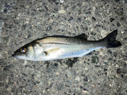 セイゴ（マルスズキ）の釣果