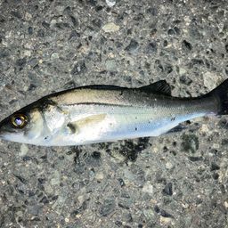 セイゴ（マルスズキ）