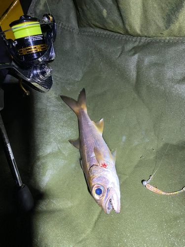 クロムツの釣果