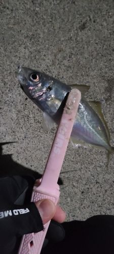 小名浜港市場前