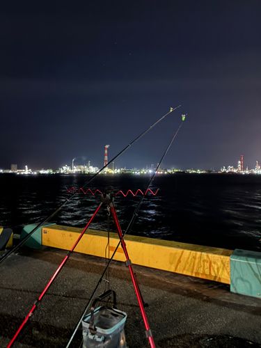 セイゴ（マルスズキ）の釣果