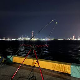 セイゴ（マルスズキ）