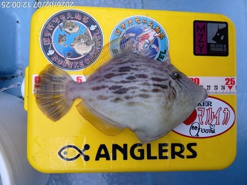 カワハギの釣果