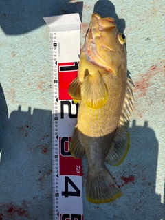 アオハタの釣果