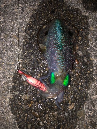 アオリイカの釣果